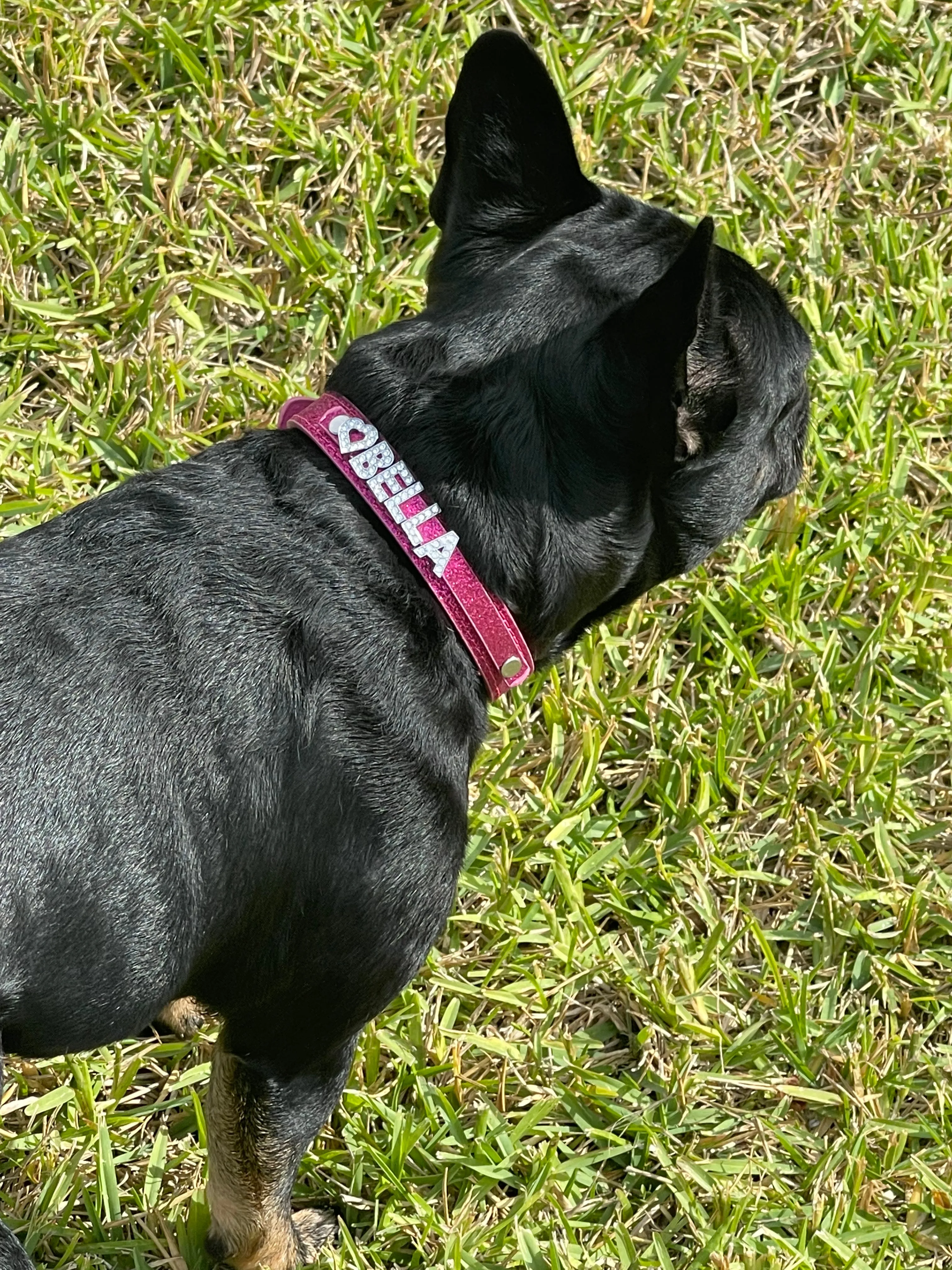 IN STOCK - PET COLLARS